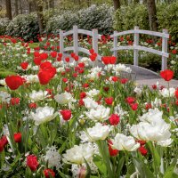 © Keukenhof