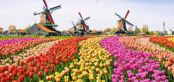 Landscape with tulips in Zaanse Schans, Netherlands, Europe © Olena Zn - stock.adobe.com