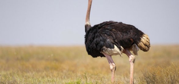 common ostrich (Struthio camelus), or simply ostrich, is a speci © Milan - stock.adobe.com