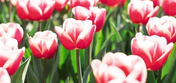 Flower bed of beautiful tulips. Beautiful spring tulips flowers © lizaelesina - stock.adobe.com