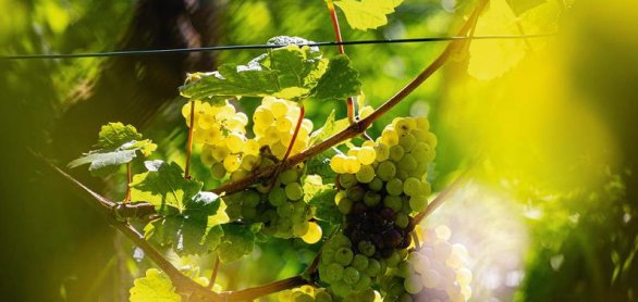 vinestock with grapevines in the summer sun at bodensee © Reinhard - stock.adobe.com